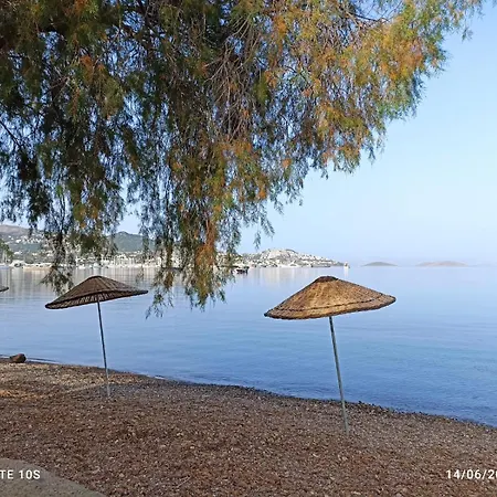 فيلة Villamuz *